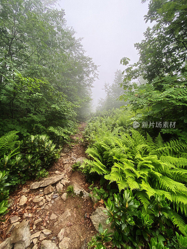 雨林中的小径