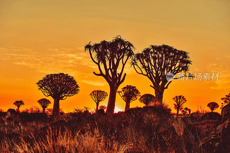 纳米比亚keetmanshop日落时的箭袋树森林