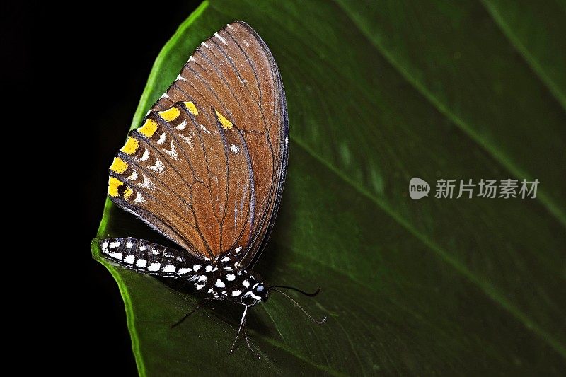 叶面上的大卵蝇蝴蝶-紫萼蛱蝶。