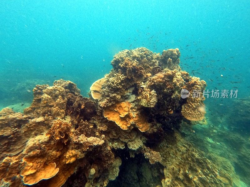 泰国古道海洋生物