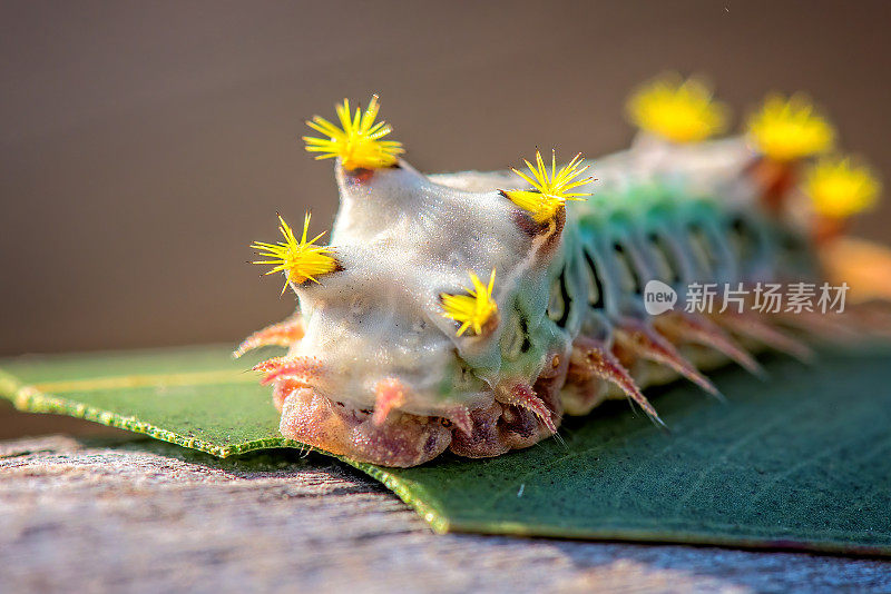 彩绘杯蛾幼虫