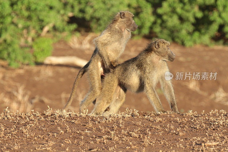 博茨瓦纳北部图里地区的狒狒