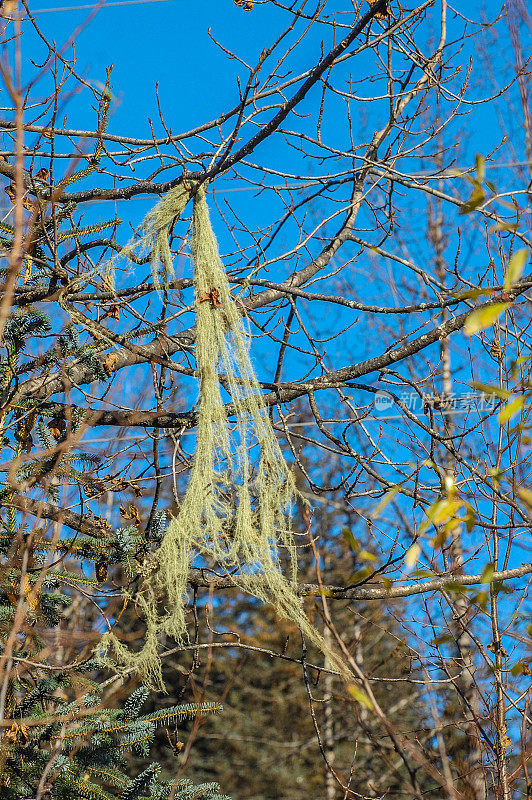 悬挂在树枝上的西班牙苔藓
