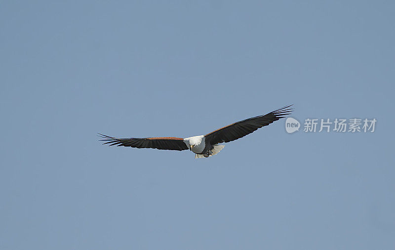 非洲Fish-Eagle