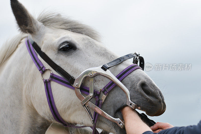 近距离拍摄的马接受牙科治疗从兽医，他把他的手在她的嘴检查她的牙齿后固定她的嘴张开在钳。
