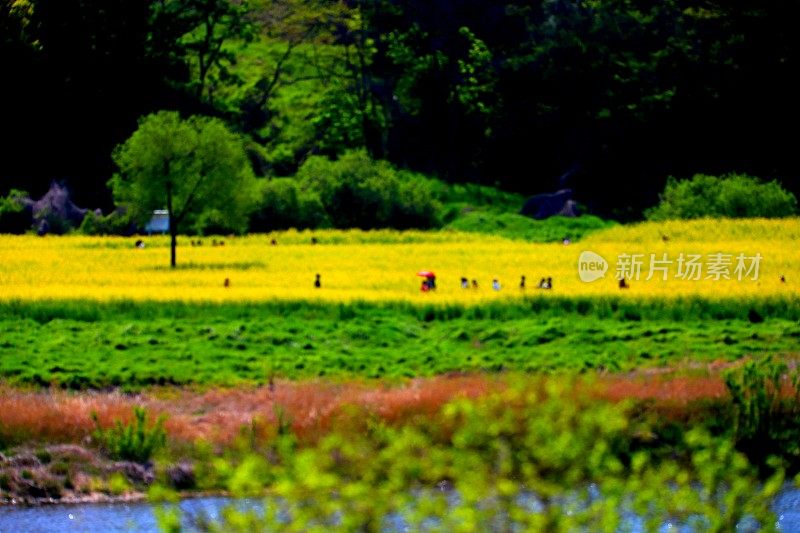 锦州公园油菜花风光