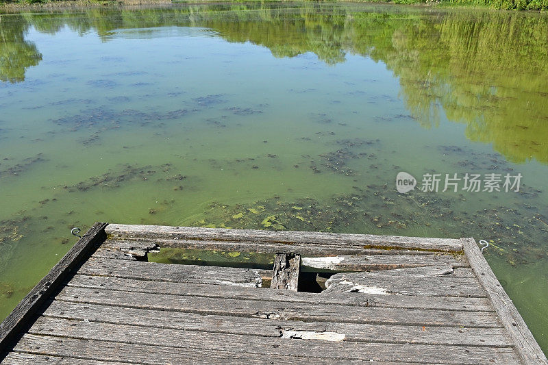 绿色湖面上的破木墩