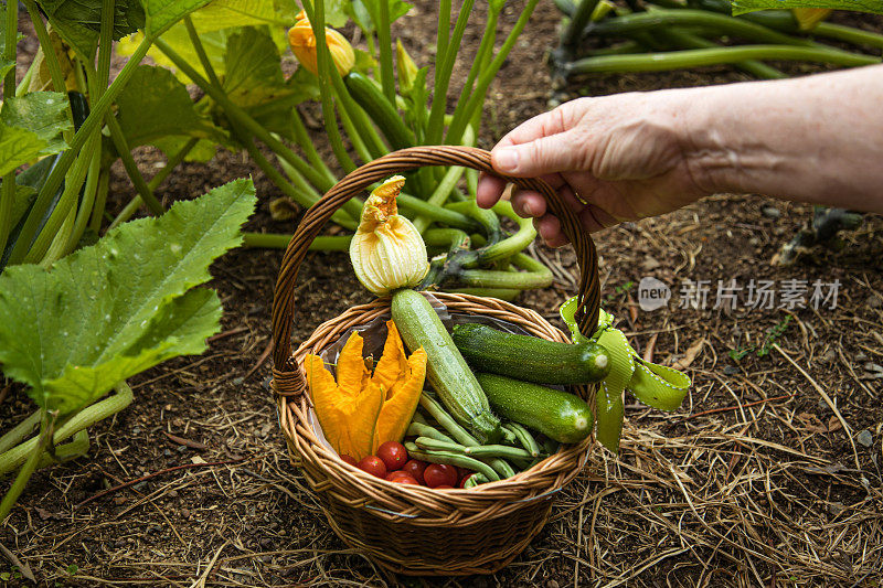 收割蔬菜的白人老年女性