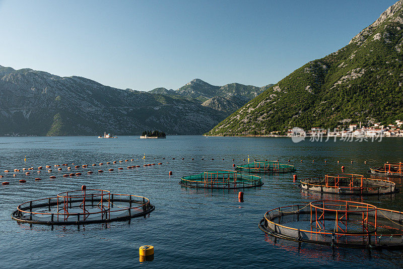 在科托尔湾的养鱼场，佩拉斯特黑山