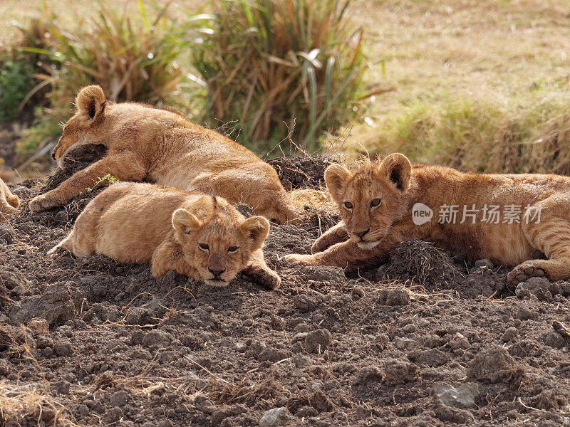 非洲狮子幼崽