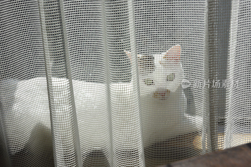 小白猫在挂着花边窗帘的窗台上休息