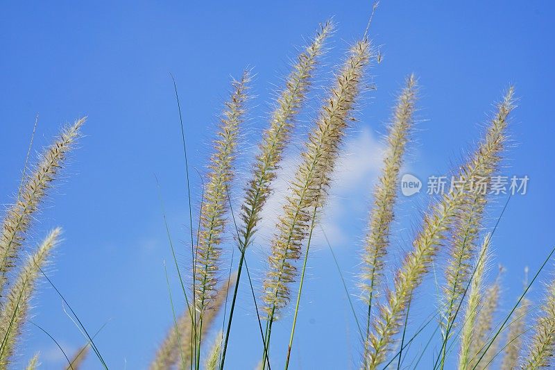 夏天的草地上有花