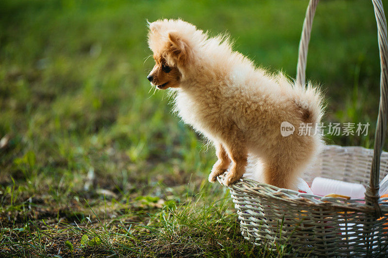 野餐篮子里的博美犬