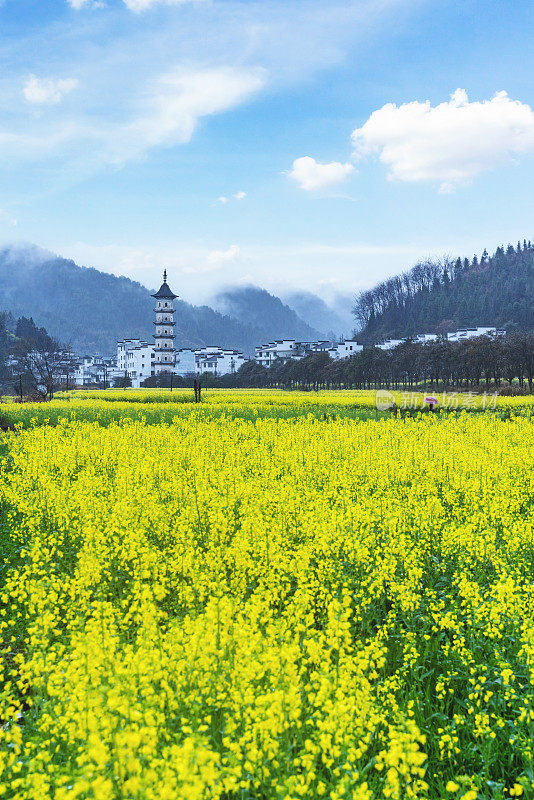 中国婺源县油菜花风景区