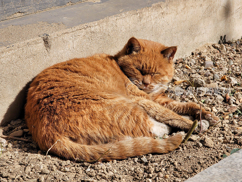 野猫在晒太阳