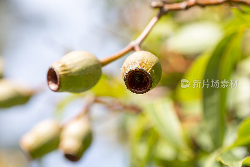 澳大利亚橡果特写，美丽的自然背景与复制空间