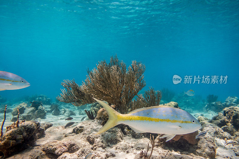 加勒比海水下珊瑚礁热带鱼