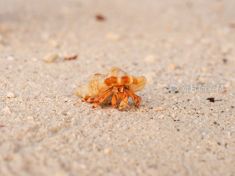 寄居蟹在沙滩上行走