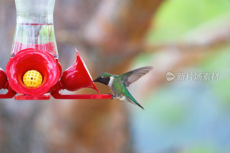 女性Ruby-Throated蜂鸟