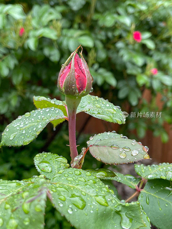 庭院里玫瑰开着雨点