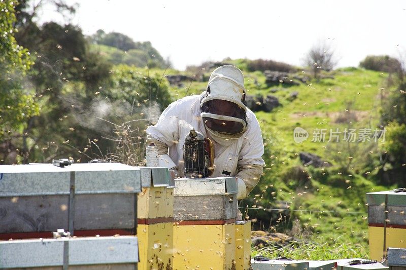 商业养蜂人在工作与他的蜂箱在春天