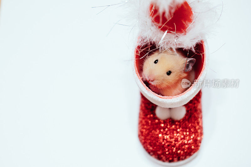 圣诞老人靴子里的仓鼠