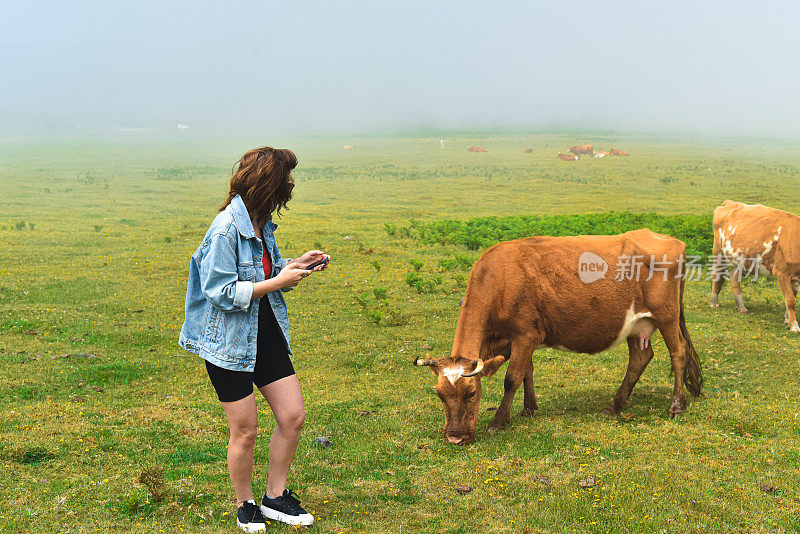 好奇的女游客走近在旷野里吃草的奶牛