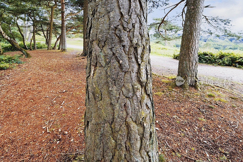 希斯兰沼泽国家公园森林舔基山伯明翰西米德兰伍斯特郡英国