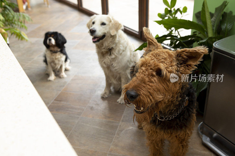 3只宠物狗在家里排队等待喂食