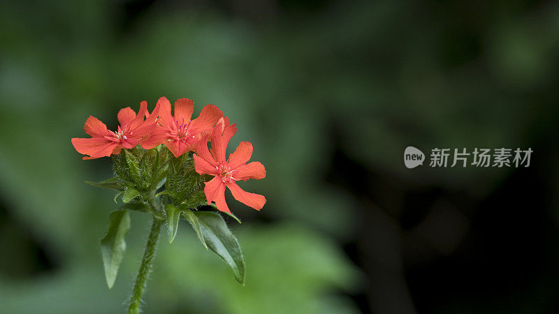 杂交开花的荔枝