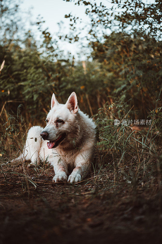 一只巨大的白色瑞士牧羊犬脏兮兮地坐在湖边