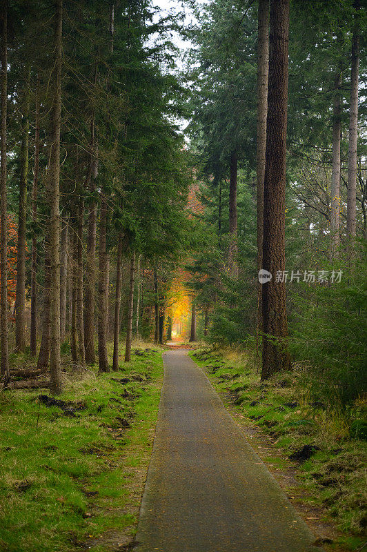 小路穿过松树林与彩色山毛榉树在秋天的背景