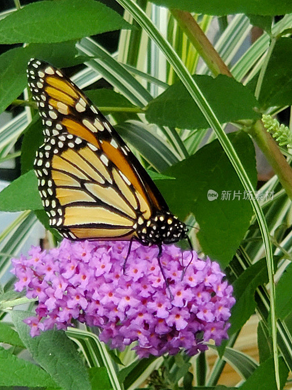 蝴蝶和紫蝴蝶丛