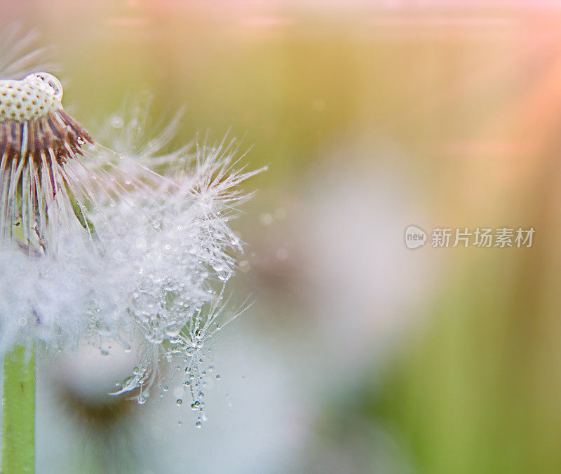 露珠蒲公英和复印空间