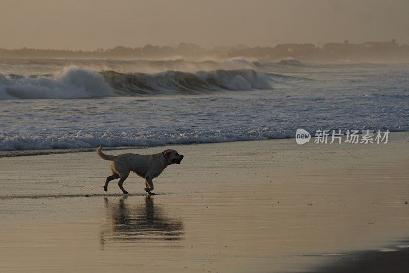 日落时狗在海滩上玩耍