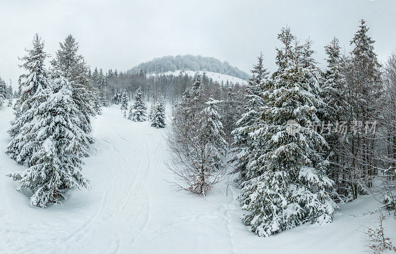 冬天的风景在雾与雪和树枝覆盖着白霜和冰冻的雪。高质量的照片