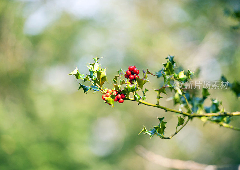 红冬青浆果和尖刺叶子在森林和林地，汉普郡，英国，英国