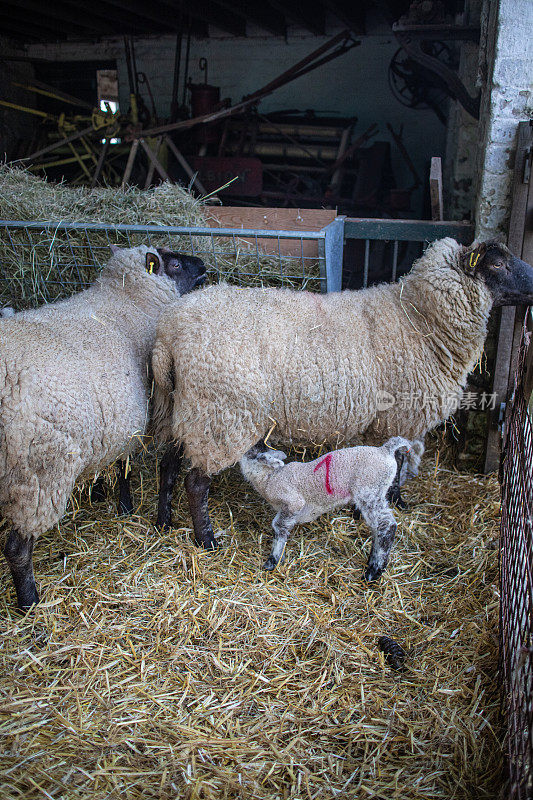 在谷仓外盖着稻草的围栏里，刚出生的小羊羔吮吸着母亲的乳汁