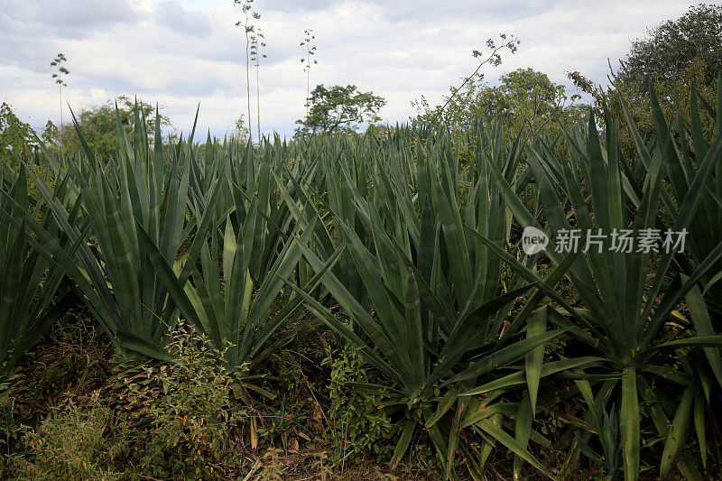 巴伊亚州半米拉多的剑麻种植园