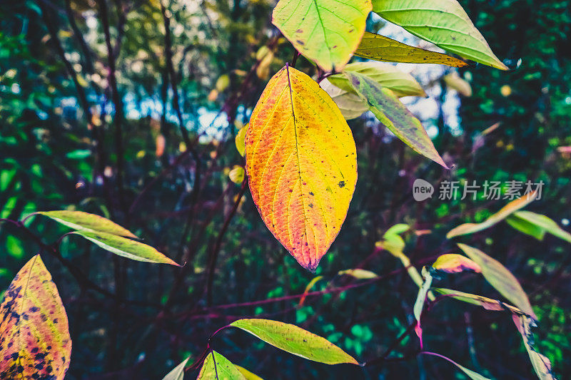 树上一片美丽的秋叶。