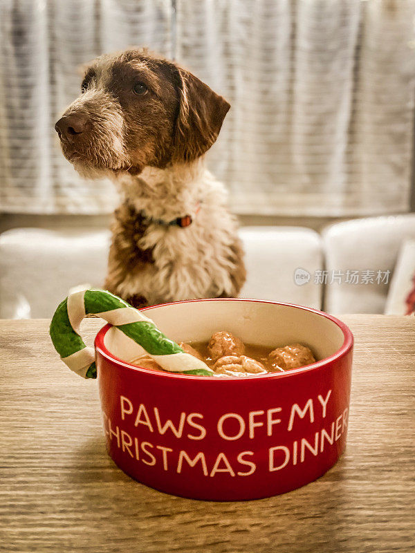 前视图的狗坐在桌子准备吃从他的圣诞菜。