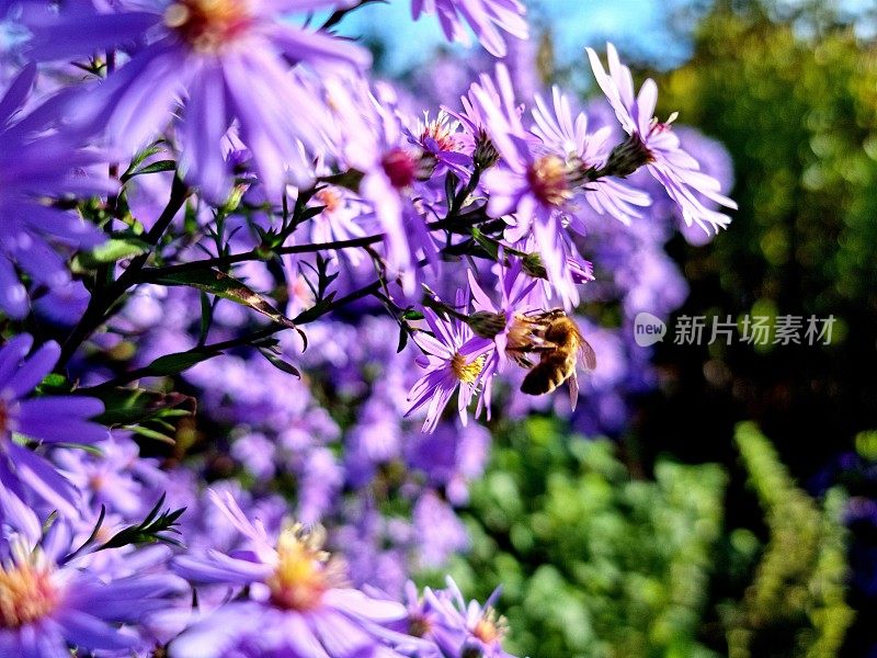 阿斯特・阿梅勒斯和一只蜜蜂