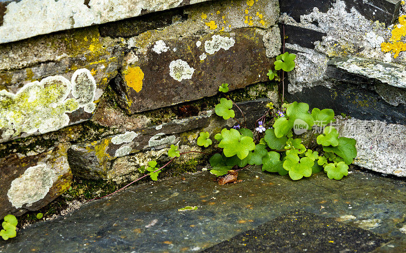 植物生长在石阶上