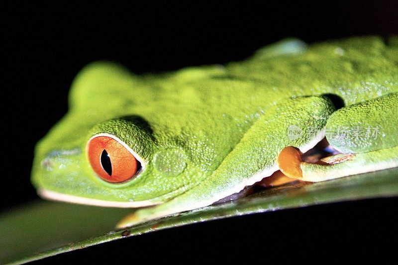 红眼树蛙毒箭蛙-野生动物-宏观摄影