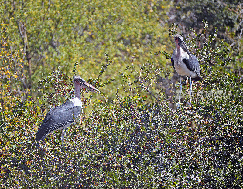 在树梢、赞比西河、维多利亚瀑布和赞比西河国家公园的一对鹳鸟