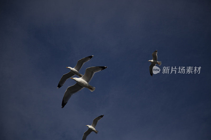 海鸥在天空中飞翔