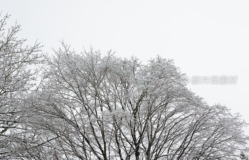 加拿大不列颠哥伦比亚省一棵光秃秃的树上的冬雪