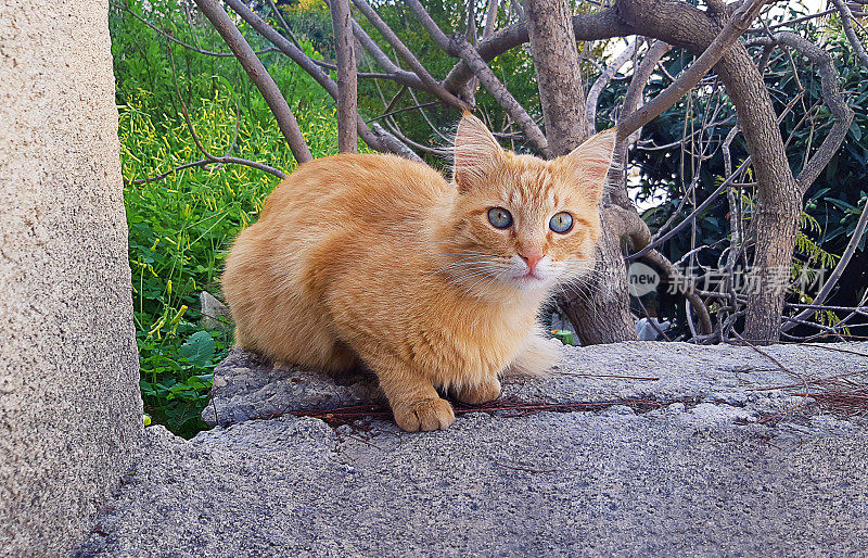 户外红毛小猫