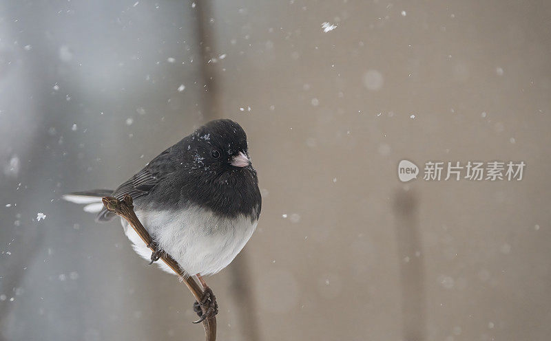 暴风雪中的黑眼睛Junco