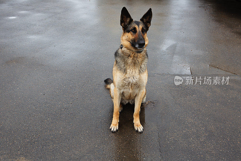 德国牧羊犬坐在车道上